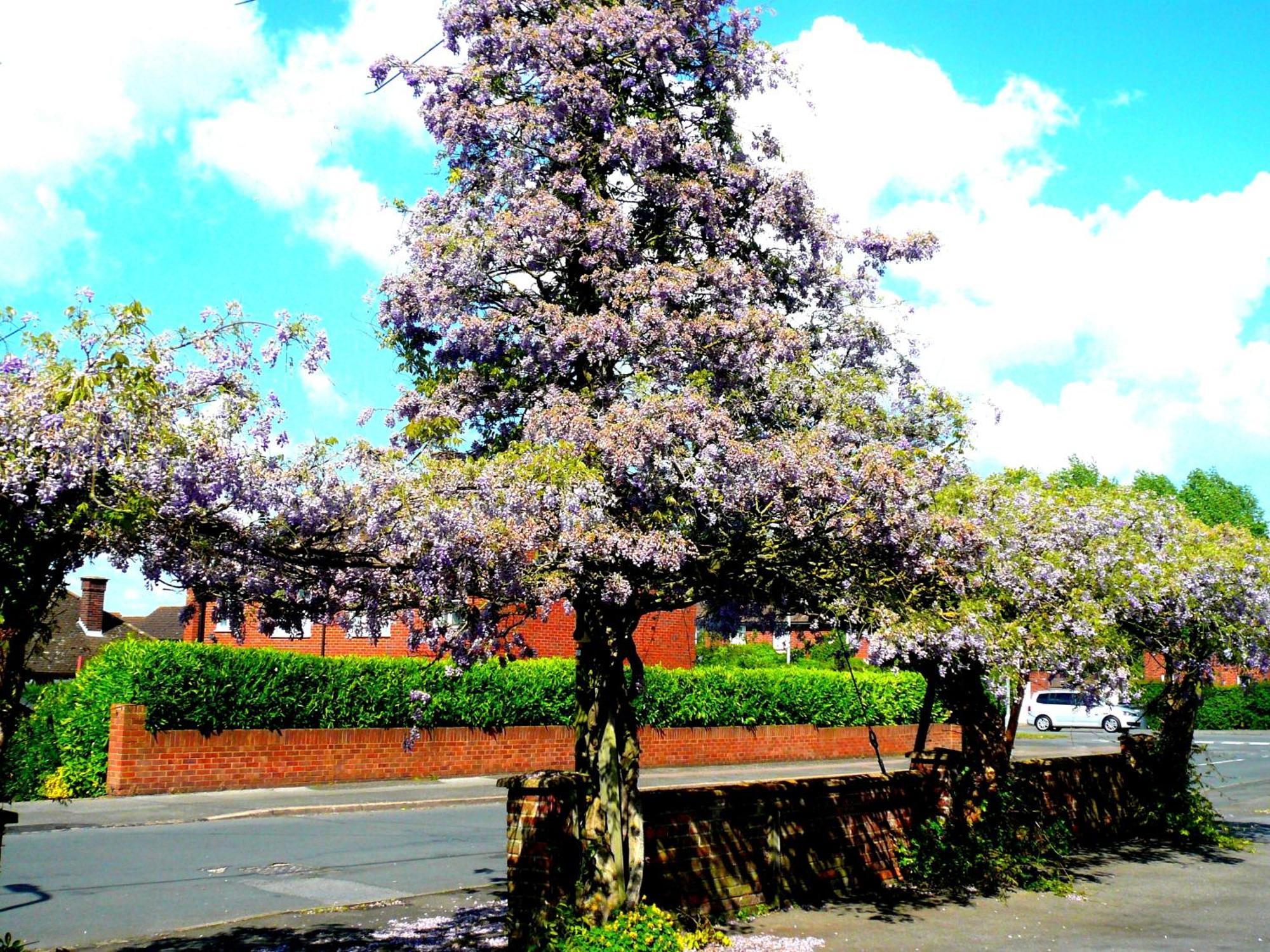 Malvern House ハイワイクーム エクステリア 写真